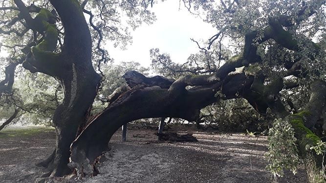 El tronco principal de la Encina Milenaria de Rute, partido desde la base. / EL DÍA